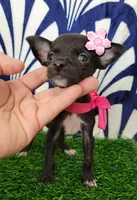 RITA, a female Chihuahua for sale in Bakersfield, CA – 2 of 2