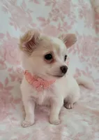 DAISY THE LONGHAIRED MINI, a female Chihuahua for sale in Dallas, TX – 6 of 6