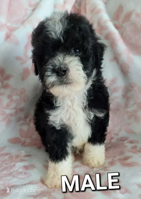 Winston – Poodle - Toy  puppy for sale in Moreno Valley, CA