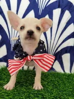 Coco, a male Chihuahua for sale in Bakersfield, CA – 2 of 2