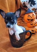 TEACUP BANDIT( DELIVERY AVAILABLE ), a male Chihuahua for sale in Arlington, TX – 5 of 6