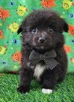 Lucky, a male Pomeranian for sale in Dallas, TX – 2 of 7