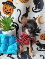 TEACUP TOBY, a male Chihuahua for sale in Fontana, CA – 7 of 8