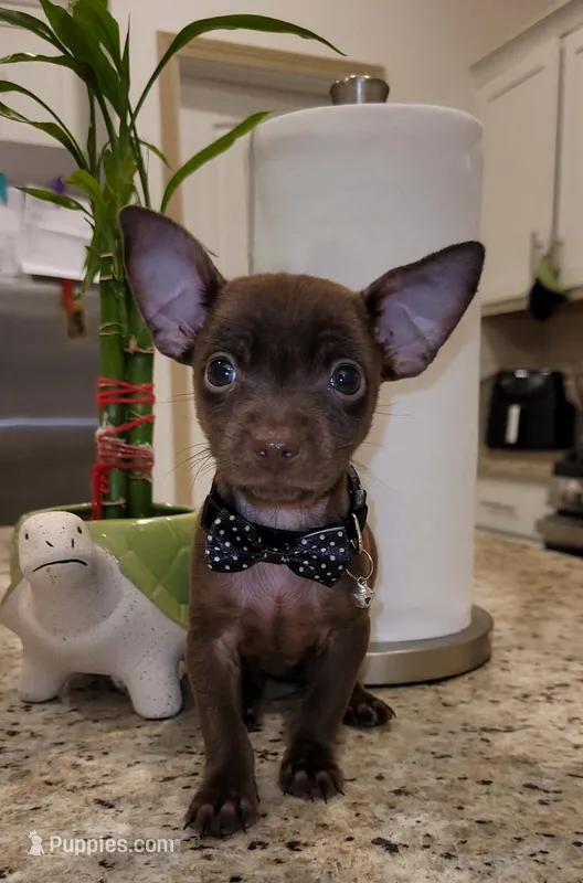 Lil TEACUP SAMMY – Chihuahua puppy for sale in Moreno Valley, CA
