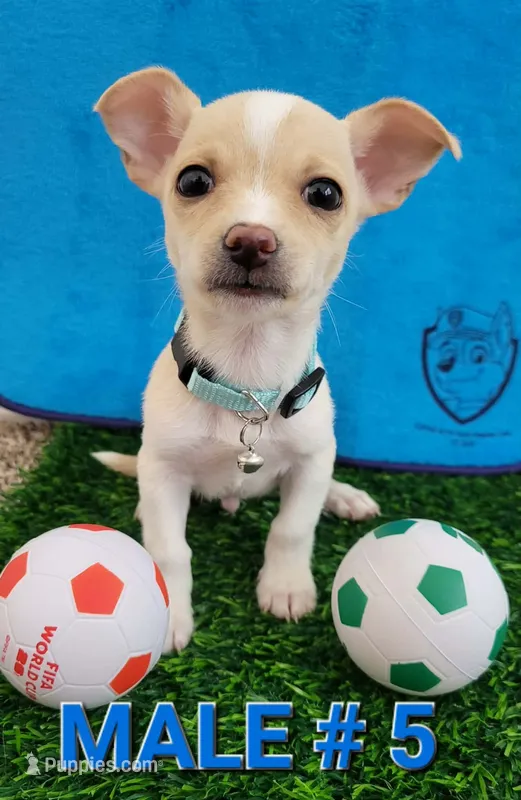 T-CUP LUCKY – Chihuahua puppy for sale in Dallas, TX
