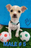 T-CUP LUCKY, a male Chihuahua for sale in Dallas, TX – 1 of 4