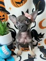 TEACUP LILI, a female Chihuahua for sale in Fontana, CA – 4 of 8