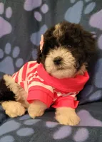 ROSY, a female Maltipoo for sale in Covina, CA – 3 of 7