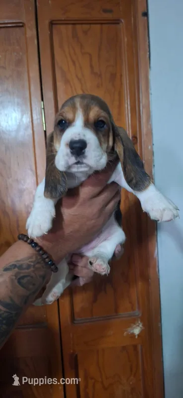 BASSETT GIRL #2 – Basset Hound puppy for sale in Dallas, TX