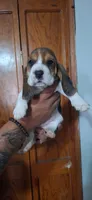 BASSETT GIRL #2, a female Basset Hound for sale in Dallas, TX – 1 of 1