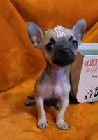 TEACUP DEBBY ( DELIVERY AVAILABLE), a female Chihuahua for sale in Fontana, CA – 2 of 4
