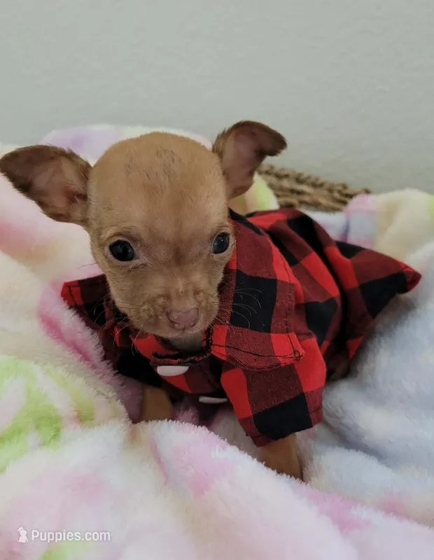 TEACUP SAMMY – Chihuahua puppy for sale in Dallas, TX