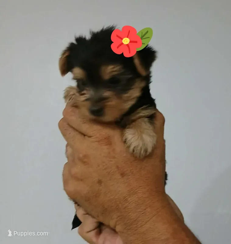 Molly – Yorkshire Terrier puppy for sale in Fontana, CA