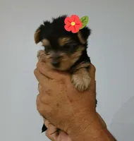 Molly, a female Yorkshire Terrier for sale in Fontana, CA – 1 of 2