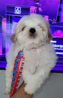 Max , a male Shih Tzu for sale in Dallas, TX – 2 of 4