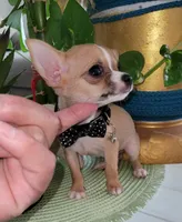 LIL TEACUP BANDIT, a male Chihuahua for sale in Katy, TX – 10 of 10