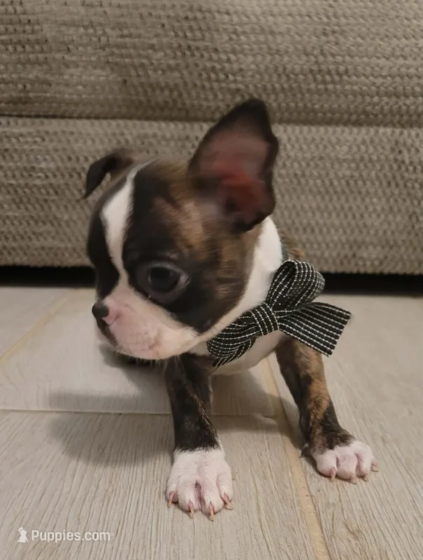 MUÑECO – Boston Terrier puppy for sale in Dallas, TX