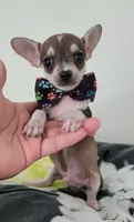 TEACUP JERRY, a male Chihuahua for sale in Dallas, TX – 4 of 8