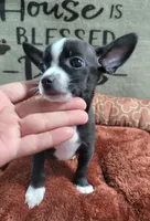 LIL TINY MAX, a male Chihuahua for sale in Santa Barbara, CA – 4 of 4