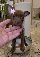 LIL TINY PRINCESS, a female Chihuahua for sale in Moreno Valley, CA – 2 of 4