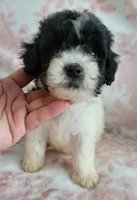 ROSY, a female Poodle - Toy  for sale in Moreno Valley, CA – 3 of 5