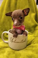 LIL TEACUP MITZI, a female Chihuahua for sale in Garland, TX – 4 of 4