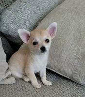 LOBITO THE LIL APPLEHEAD , a male Chihuahua for sale in Moreno Valley, CA – 3 of 10