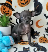 TEACUP PACO, a male Chihuahua for sale in Fontana, CA – 3 of 5