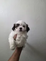 SHIHTZU COCO, a male Shih Tzu for sale in Fontana, CA – 3 of 3