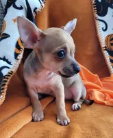 Jerry, a male Chihuahua for sale in Mesquite, TX – 5 of 5