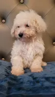 Lucky, a male Maltipoo for sale in Moreno Valley, CA – 2 of 5