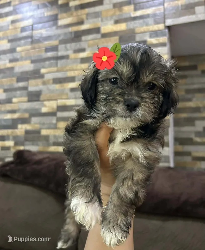 Leyla #2 – Shihpoo puppy for sale in Dallas, TX