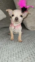 Lil TEACUP BELLA, a female Chihuahua for sale in Fontana, CA – 3 of 9