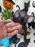 TEACUP ENZO, a male Chihuahua for sale in Fontana, CA – 2 of 7