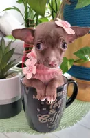 LIL TEACUP MITZI, a female Chihuahua for sale in Katy, TX – 4 of 10