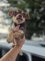 Winston, a male Chihuahua for sale in Dallas, TX – 9 of 10