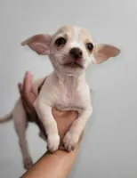 LIL TINY TOY TOMMY, a male Chihuahua for sale in Moreno Valley, CA – 3 of 6