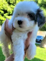 Max , a male Maltipoo for sale in Fontana, CA – 2 of 5