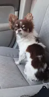 LONGHAIRED ZELDA , a female Chihuahua for sale in Dallas, TX – 8 of 8