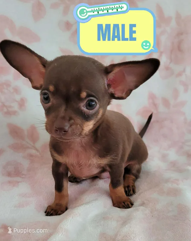 POCKET SIZE WINSTON – Chihuahua puppy for sale in Dallas, TX