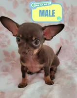 POCKET SIZE WINSTON, a male Chihuahua for sale in Dallas, TX – 1 of 6