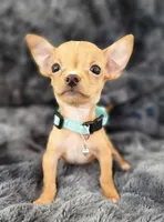 RABITO, a male Chihuahua for sale in Fontana, CA – 4 of 6