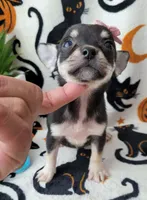 Teacup MITZI, a female Chihuahua for sale in Fontana, CA – 4 of 5