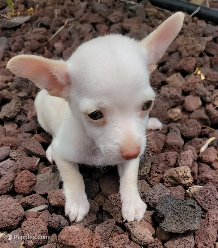 Bartolito – Chihuahua puppy for sale in Fontana, CA