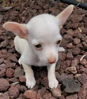Bartolito, a male Chihuahua for sale in Fontana, CA – 1 of 4