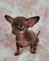POCKET SIZE WINSTON, a male Chihuahua for sale in Dallas, TX – 5 of 6