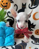 TEACUP MAX, a male Chihuahua for sale in Destin, FL – 4 of 6