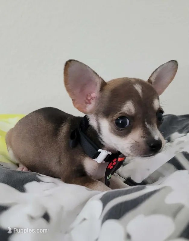 Jerry  – Chihuahua puppy for sale in Dallas, TX