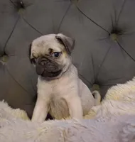 Pinky, a female Pug for sale in Garland, TX – 3 of 4