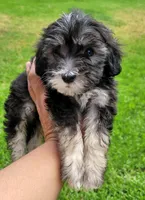 Shadow, a male Maltipoo for sale in Fontana, CA – 2 of 5